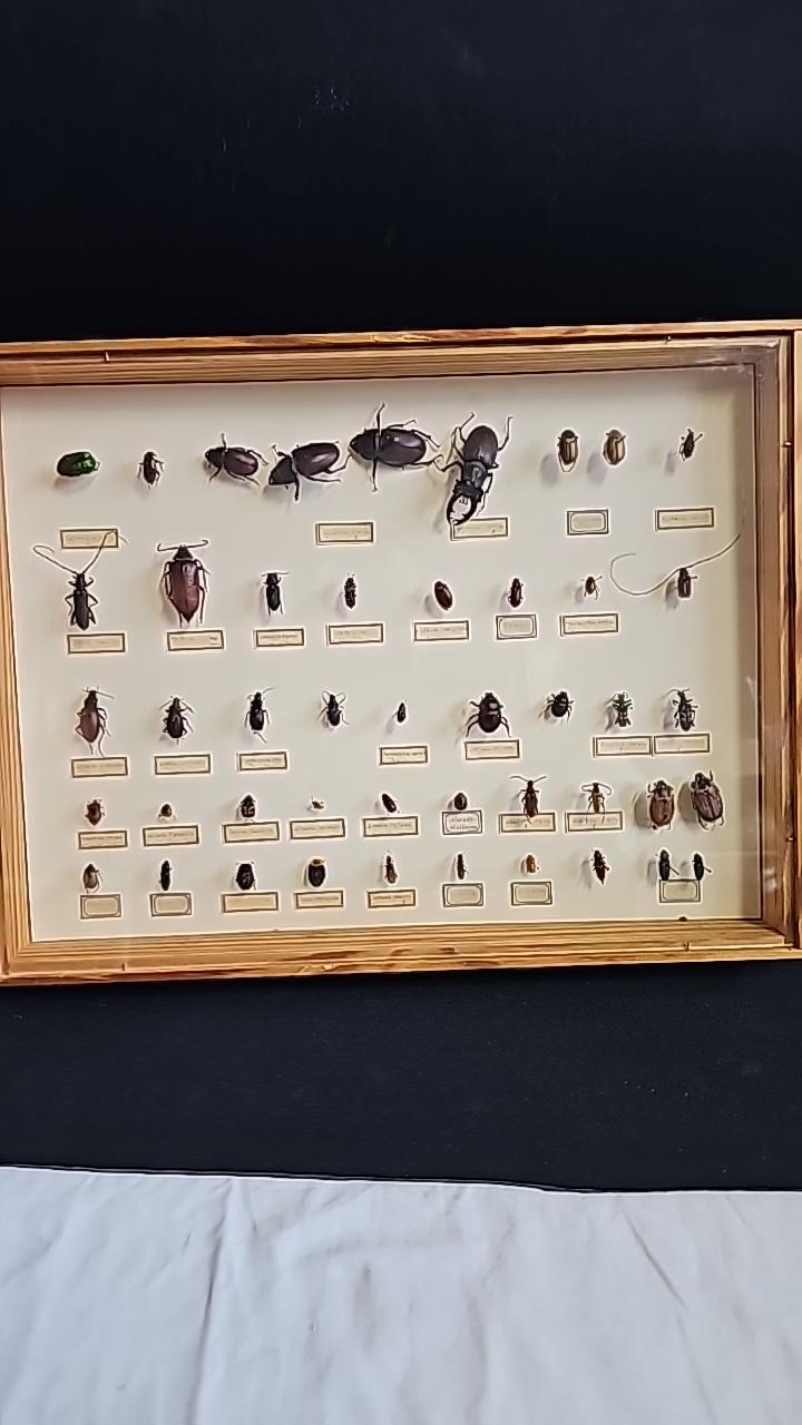 Uppstoppade Insekter i Montörskåp